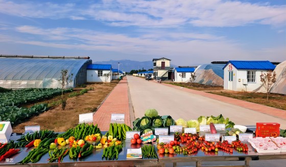 冷空氣來(lái)臨，面對(duì)“蹦極式”降溫，瓜果蔬菜如何加強(qiáng)防范應(yīng)對(duì)？